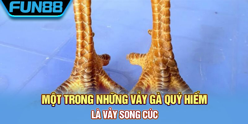 Một trong những vảy gà quý hiếm là vảy song cúc